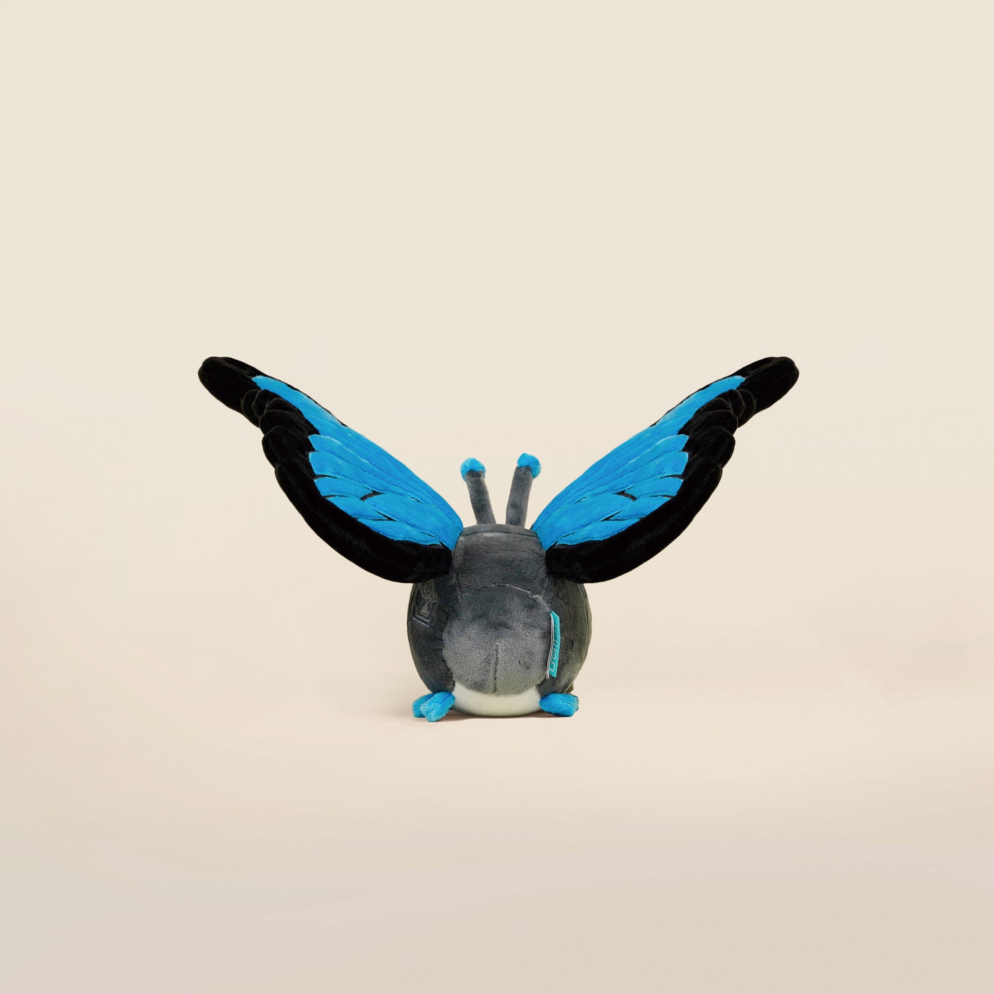 Morpho Butti ｜大藍閃蝶