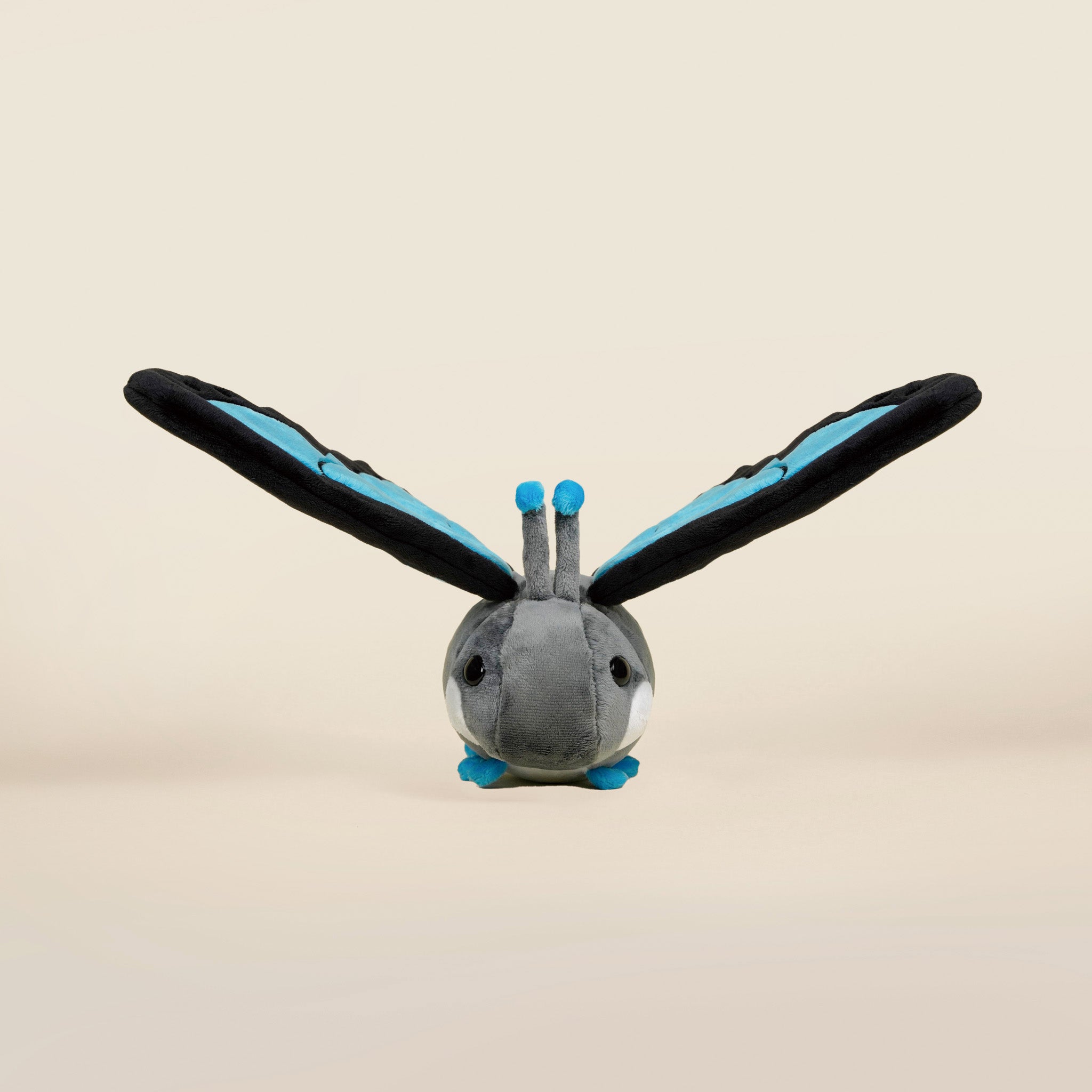 Morpho Butti ｜大藍閃蝶