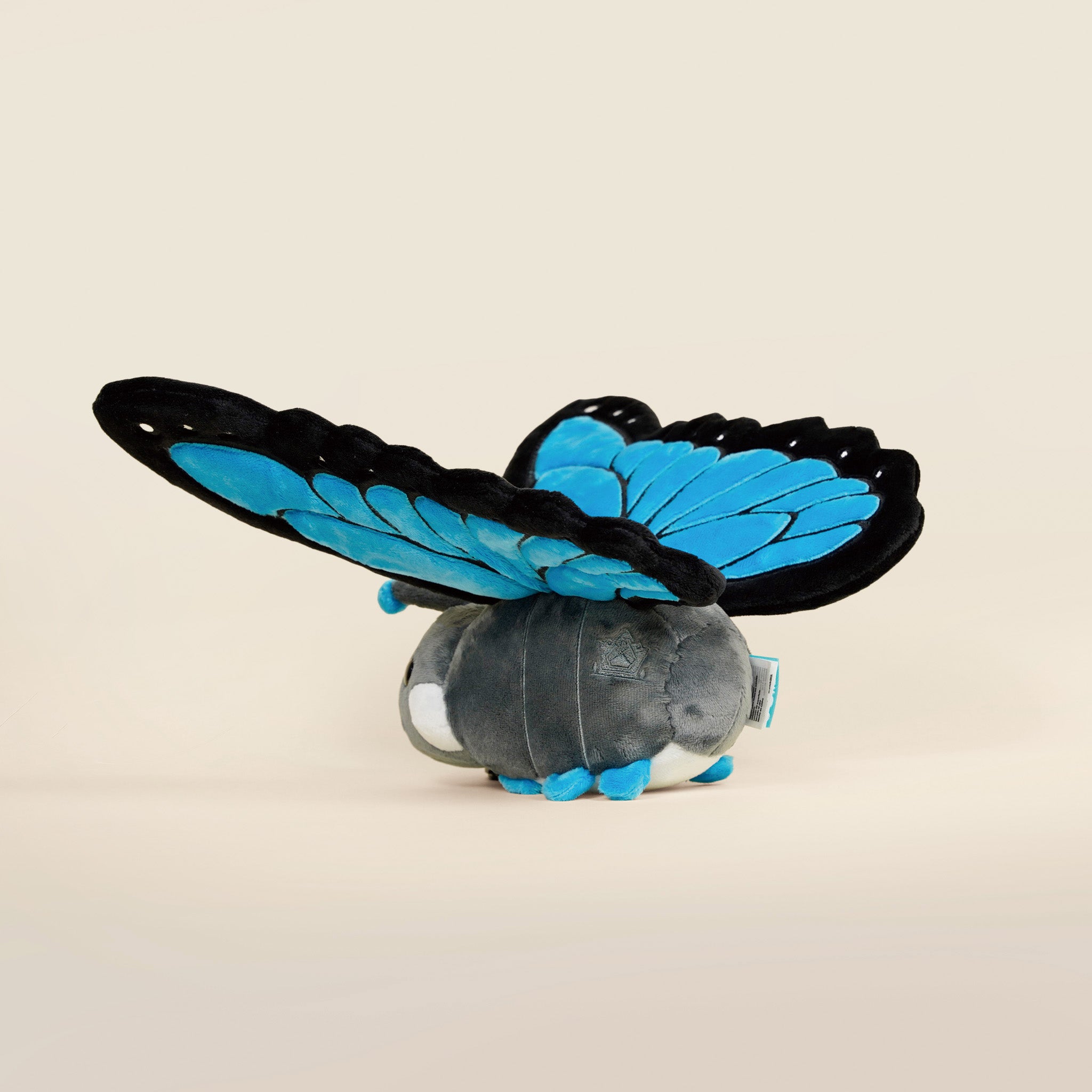 Morpho Butti ｜大藍閃蝶