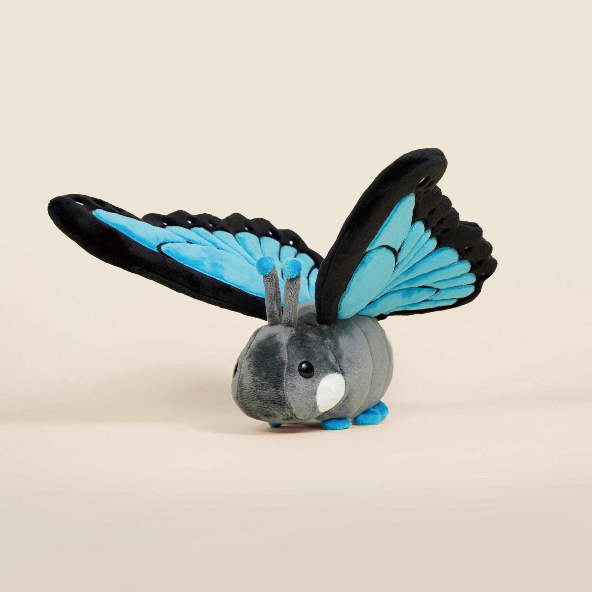 Morpho Butti ｜大藍閃蝶