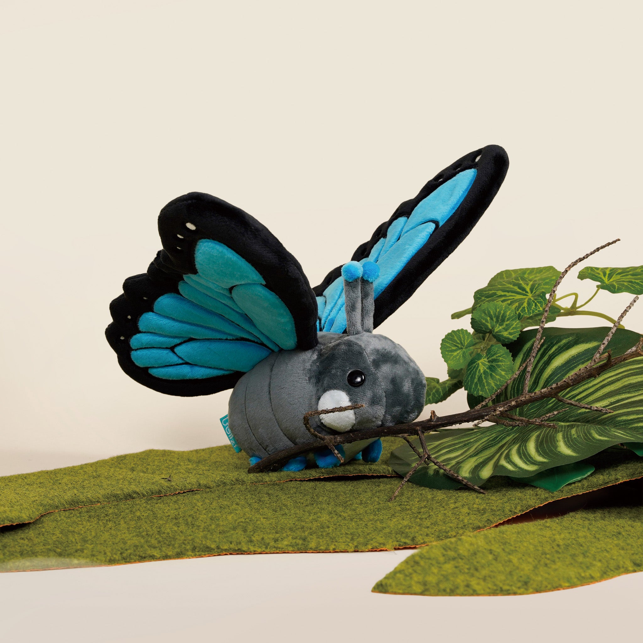 Morpho Butti ｜大藍閃蝶