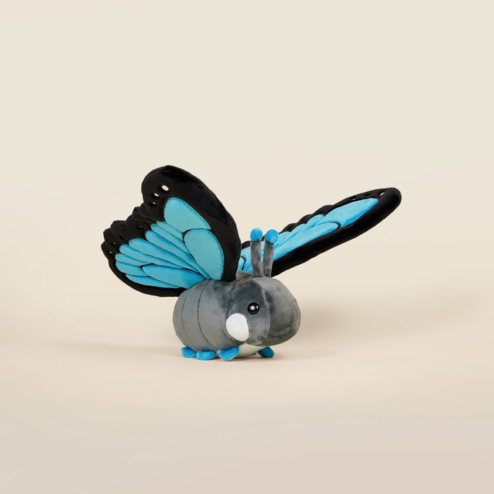 Morpho Butti ｜大藍閃蝶